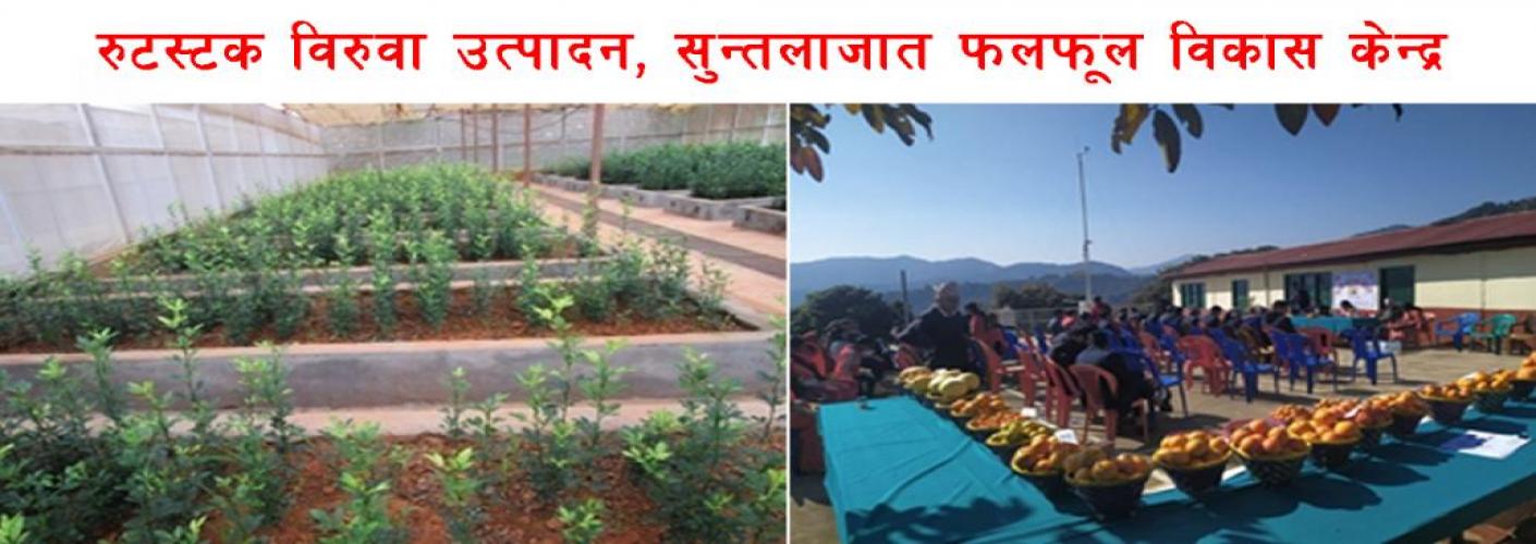Rootstock Sapling Production, Citrus Fruit Development Center