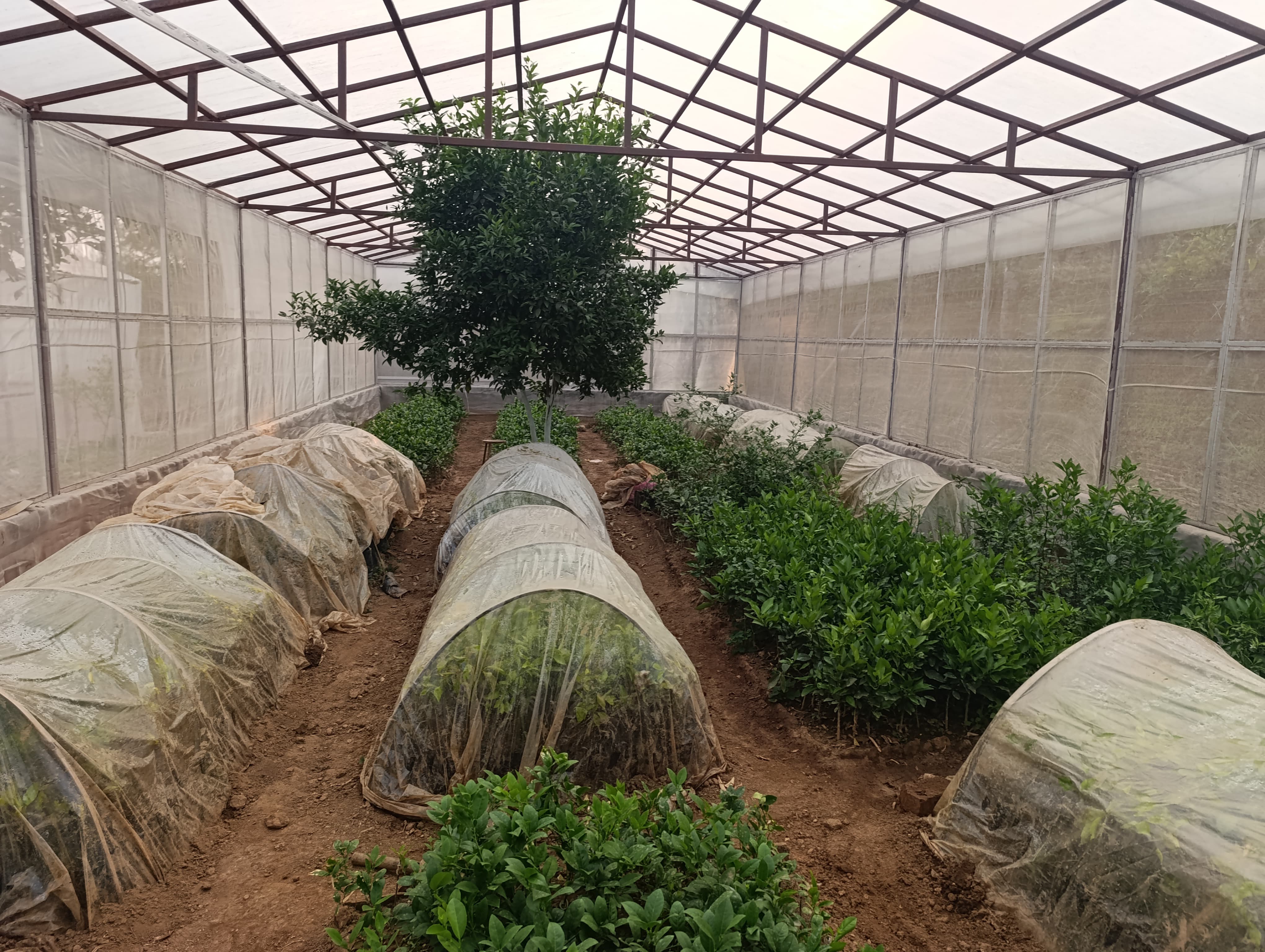 Nursery Field Verification